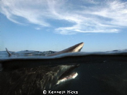 Over under of a Black tip. Shot taken with a standard Ike... by Kenneth Hicks 